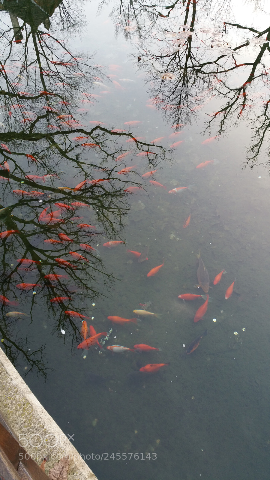 Samsung Galaxy Note4 sample photo. Fishes photography