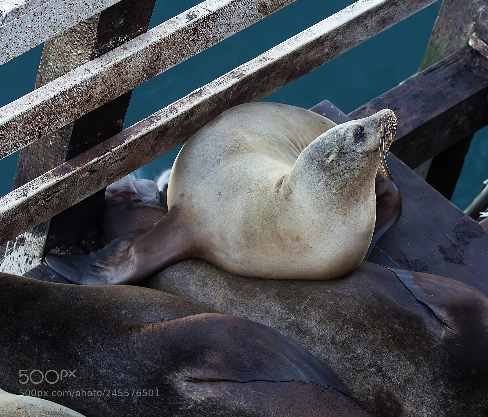 Canon EOS 60D sample photo. California sea lions photography