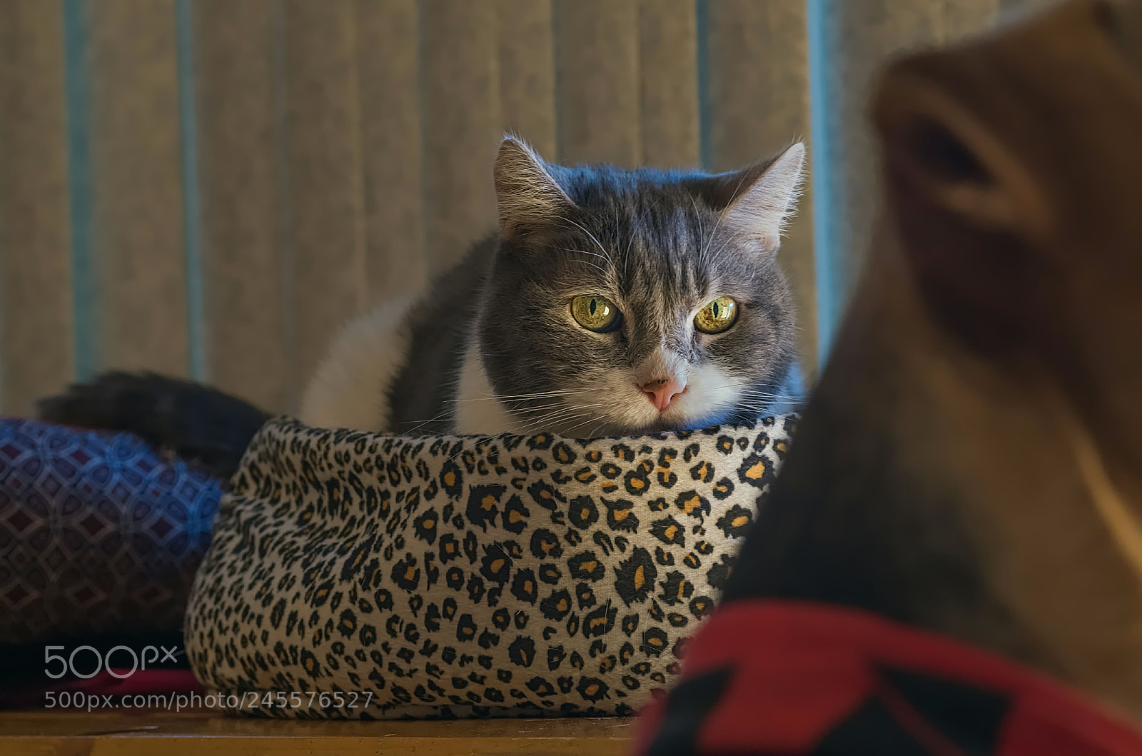 Pentax K-50 sample photo. You... photography