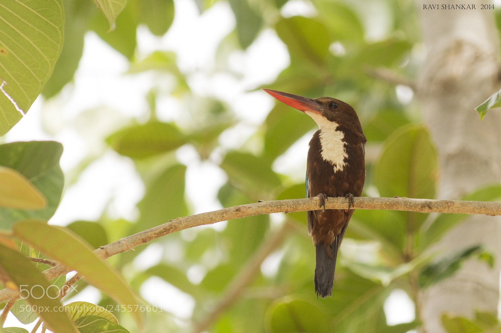 Canon EOS 600D (Rebel EOS T3i / EOS Kiss X5) sample photo. Kingfisher photography