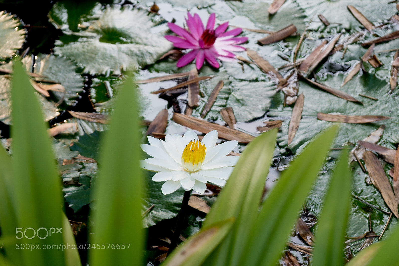 Sony a6300 sample photo. Blossoms in a lake photography