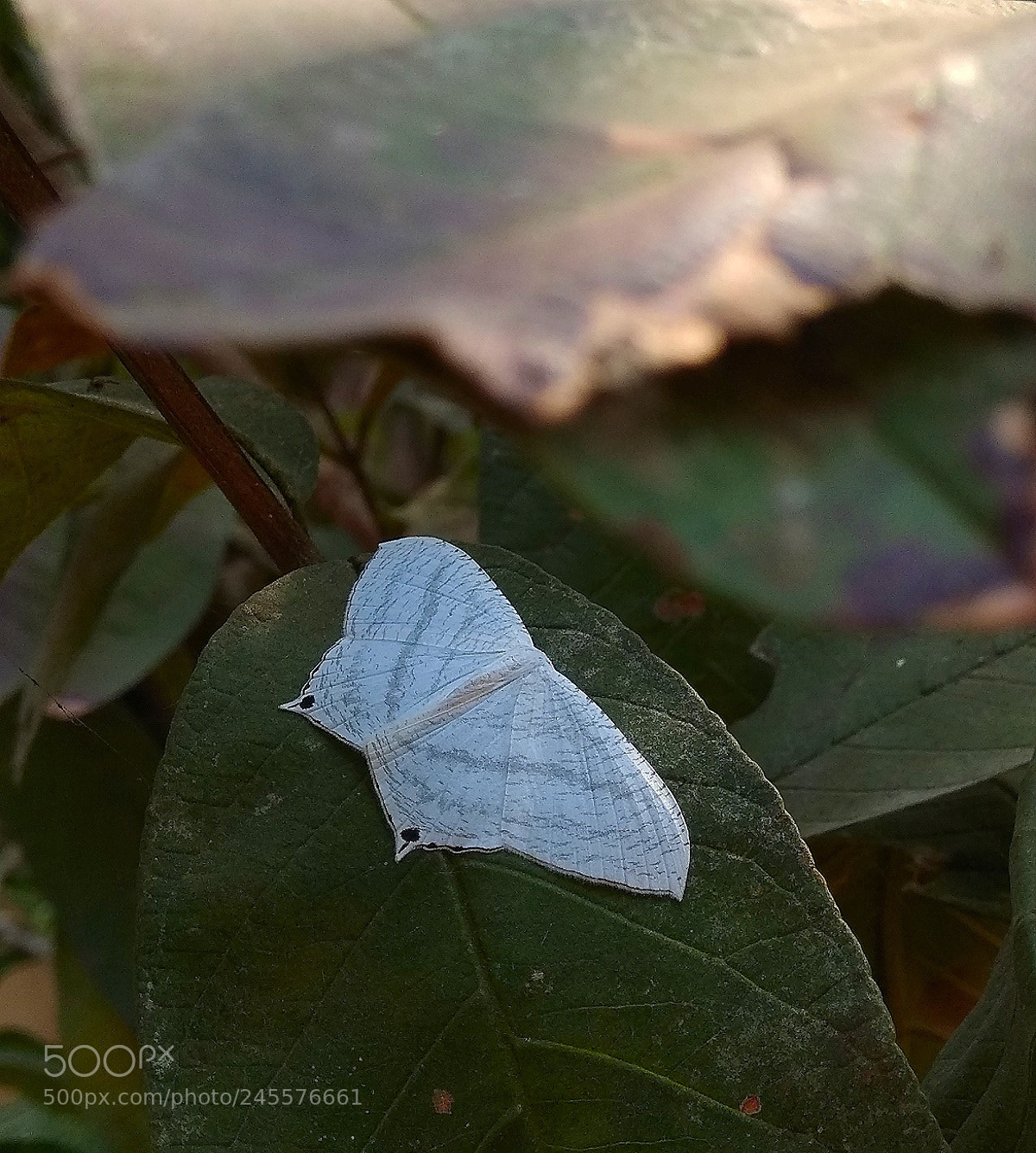 Xiaomi Redmi Note 4 sample photo. 1st capture! photography