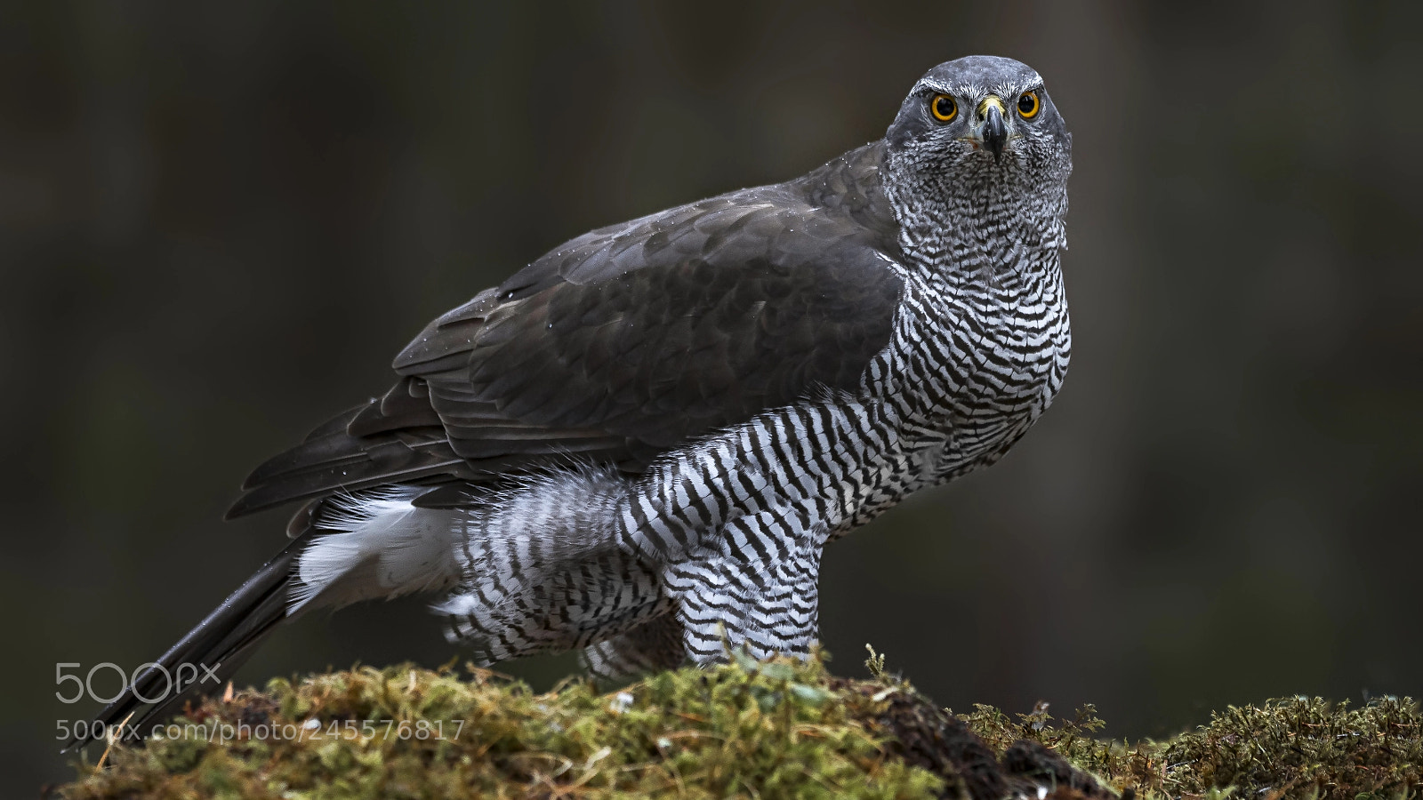 Olympus OM-D E-M1 Mark II sample photo. Hawk photography