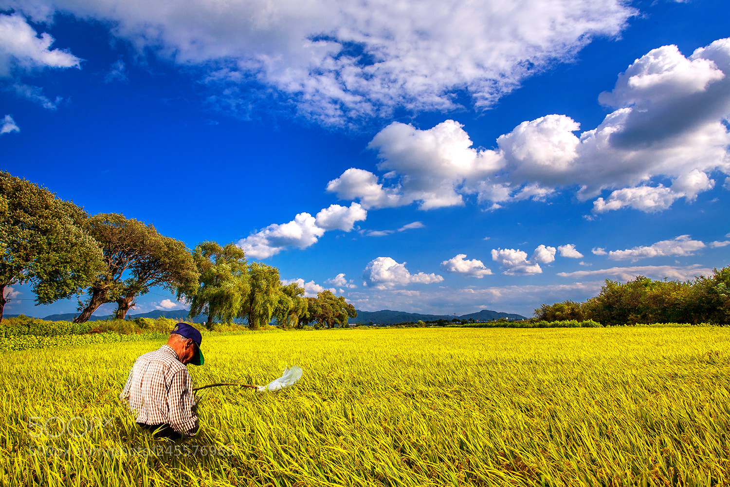 Canon EOS 5D sample photo. 초가을의 학소리 들녘 photography
