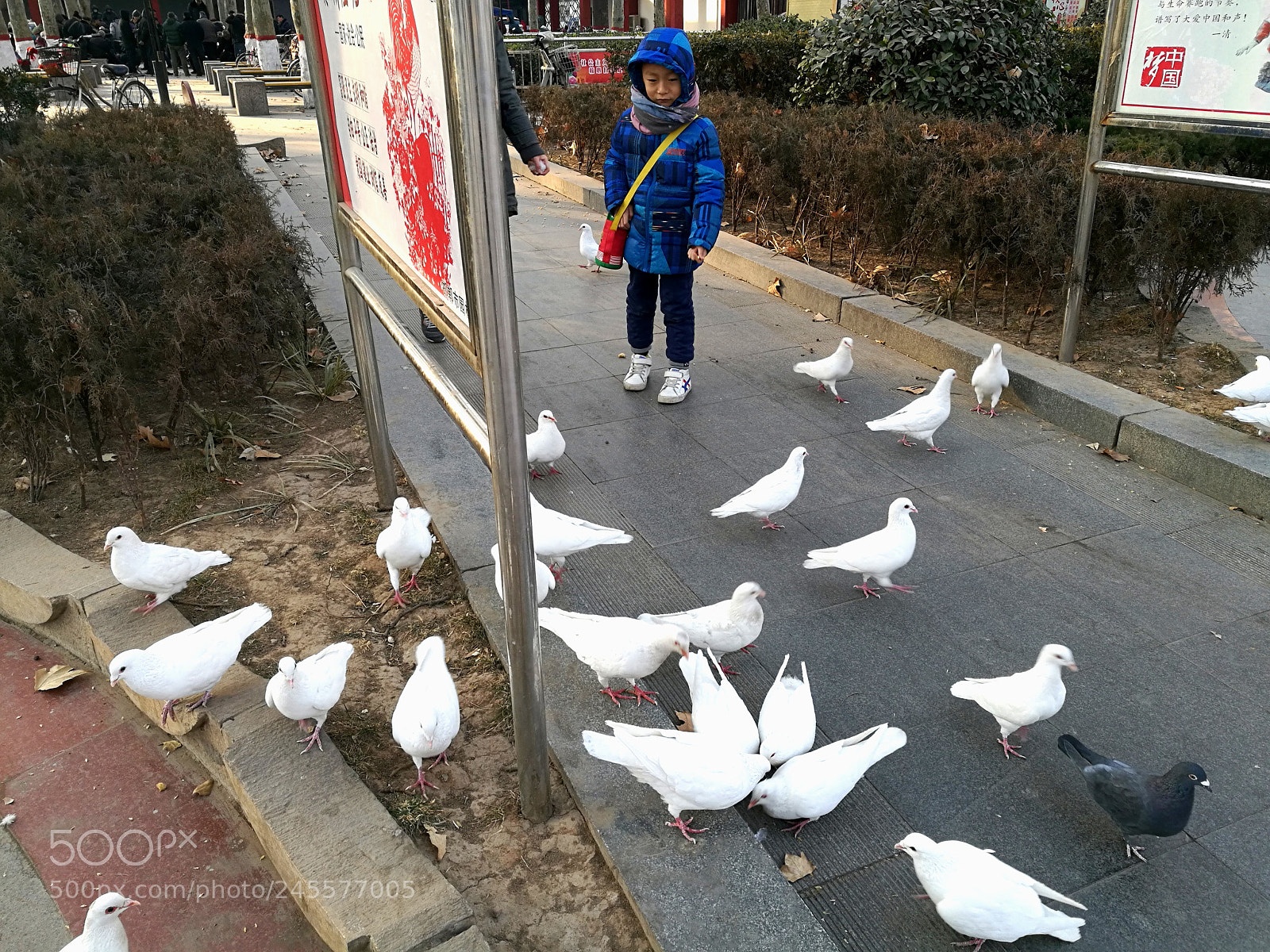 HUAWEI Honor 8 sample photo. Untitled photography