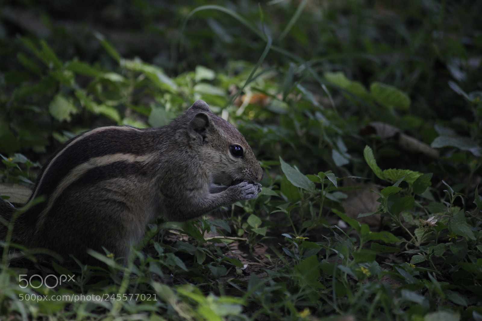 Canon EF-S 55-250mm F4-5.6 IS II sample photo. The squirrel photography