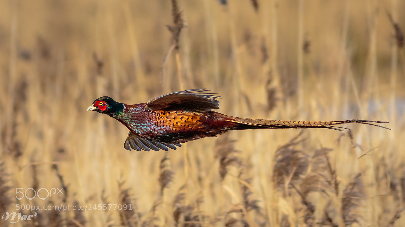 Canon EOS 7D Mark II sample photo. Pheasant in flight photography