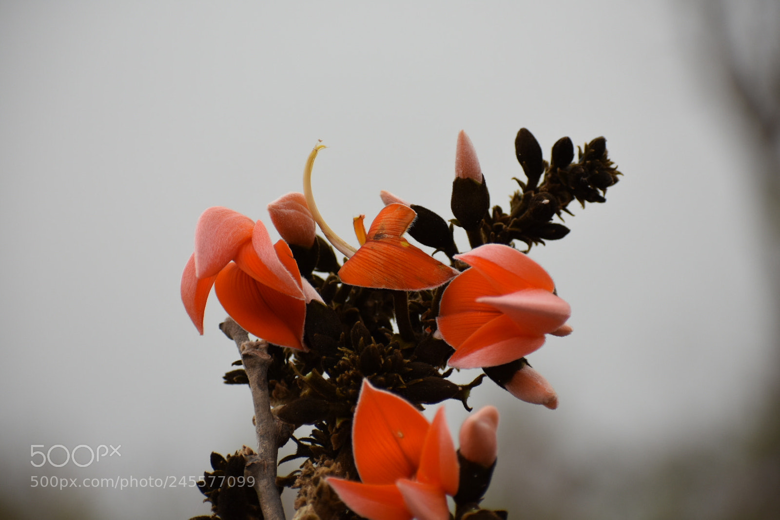 Nikon D3400 sample photo. Untitled photography
