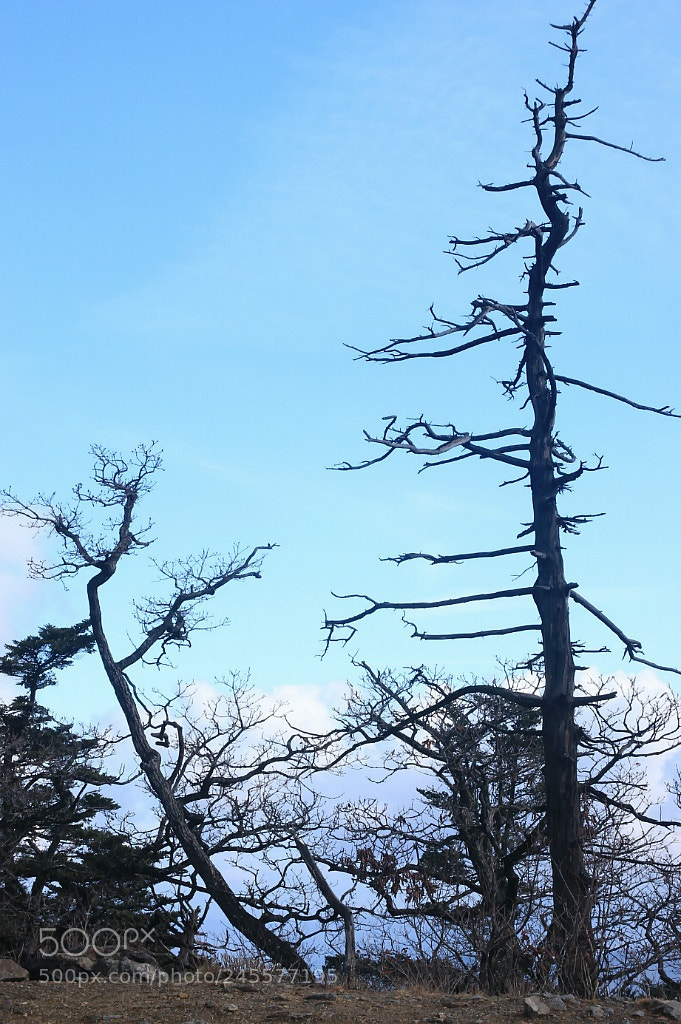 Canon EOS 650D (EOS Rebel T4i / EOS Kiss X6i) sample photo. A yew photography
