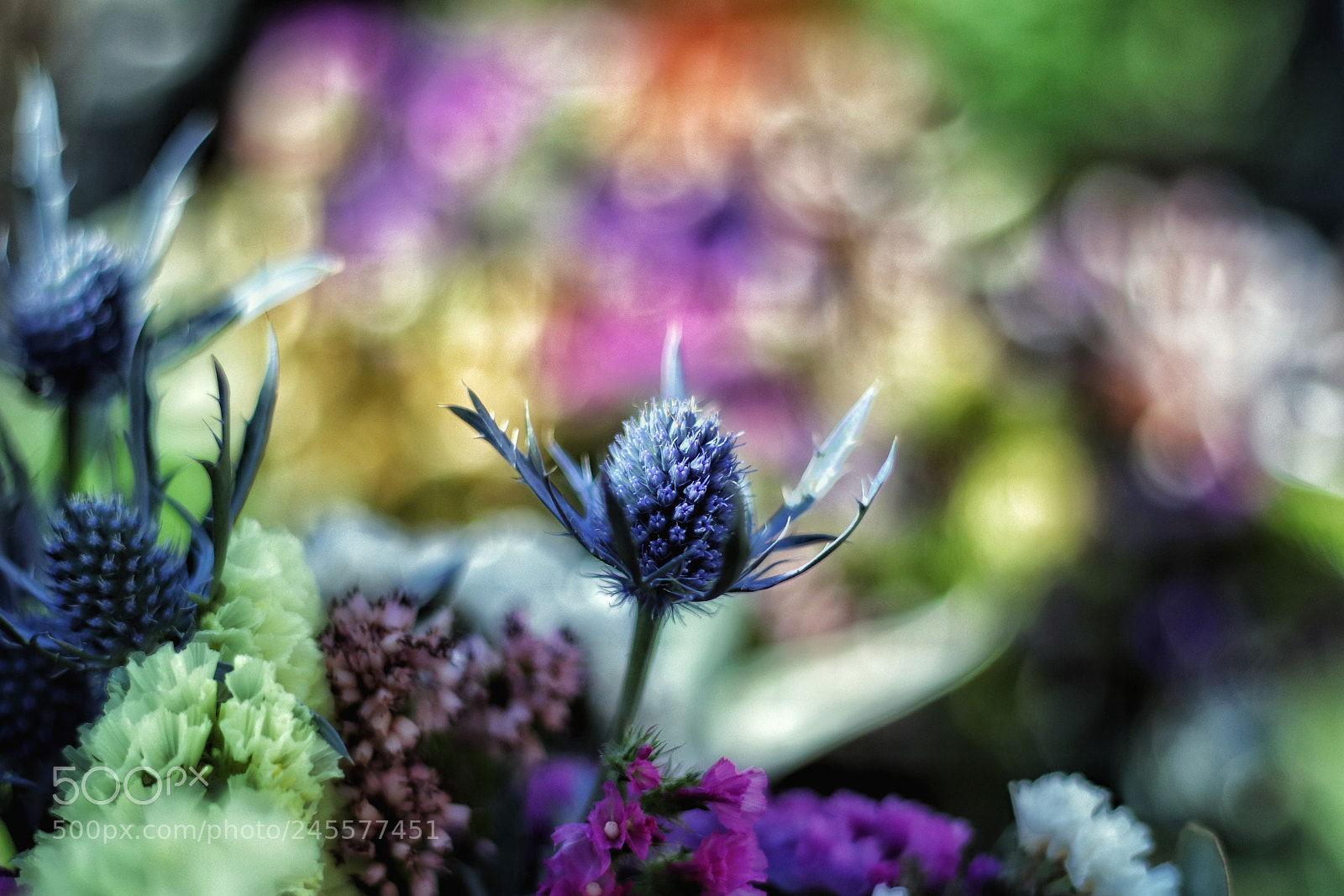 Canon EOS 77D (EOS 9000D / EOS 770D) sample photo. The art of nature photography
