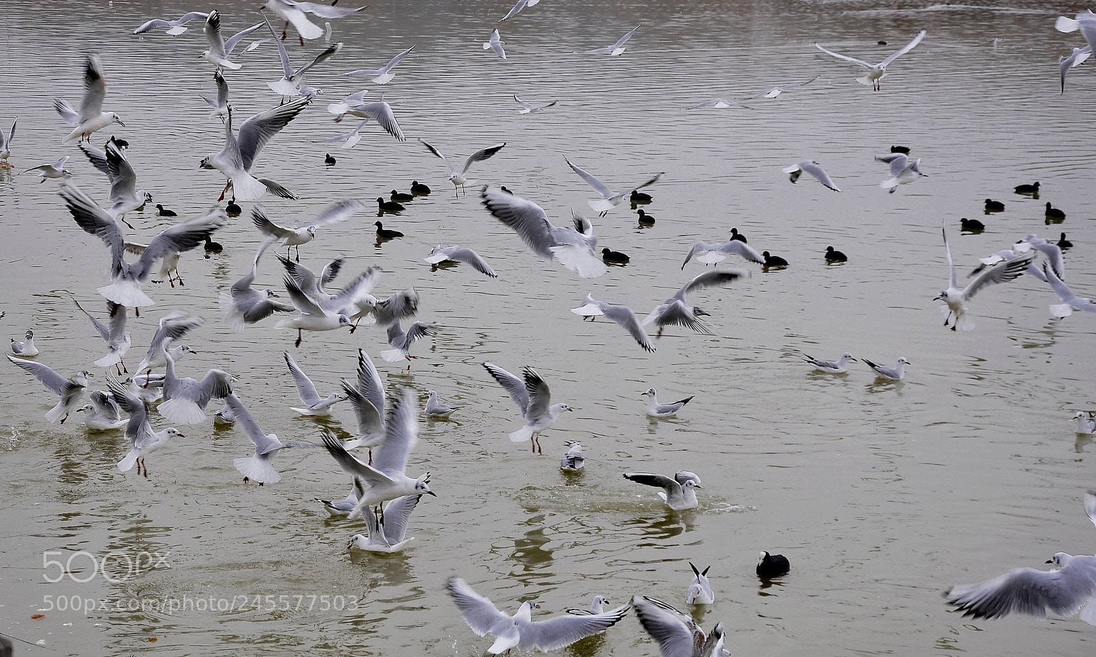 Nikon D90 sample photo. Birds photography