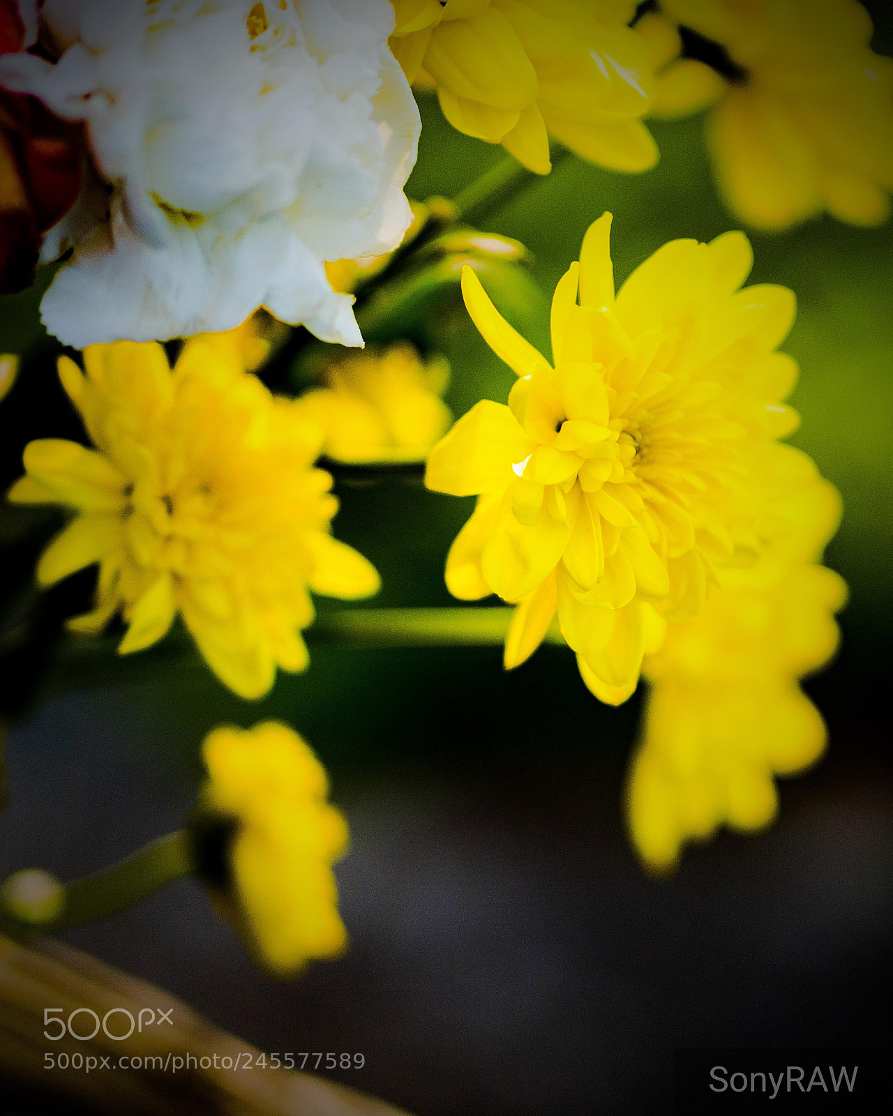 Sony a6500 sample photo. Fresh yellow photography