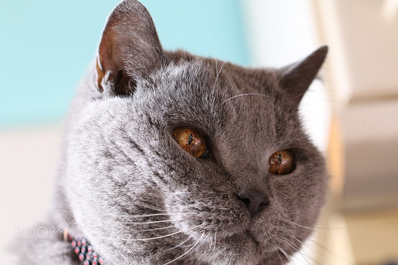 Canon EF 100mm F2.8L Macro IS USM sample photo. Old man photography