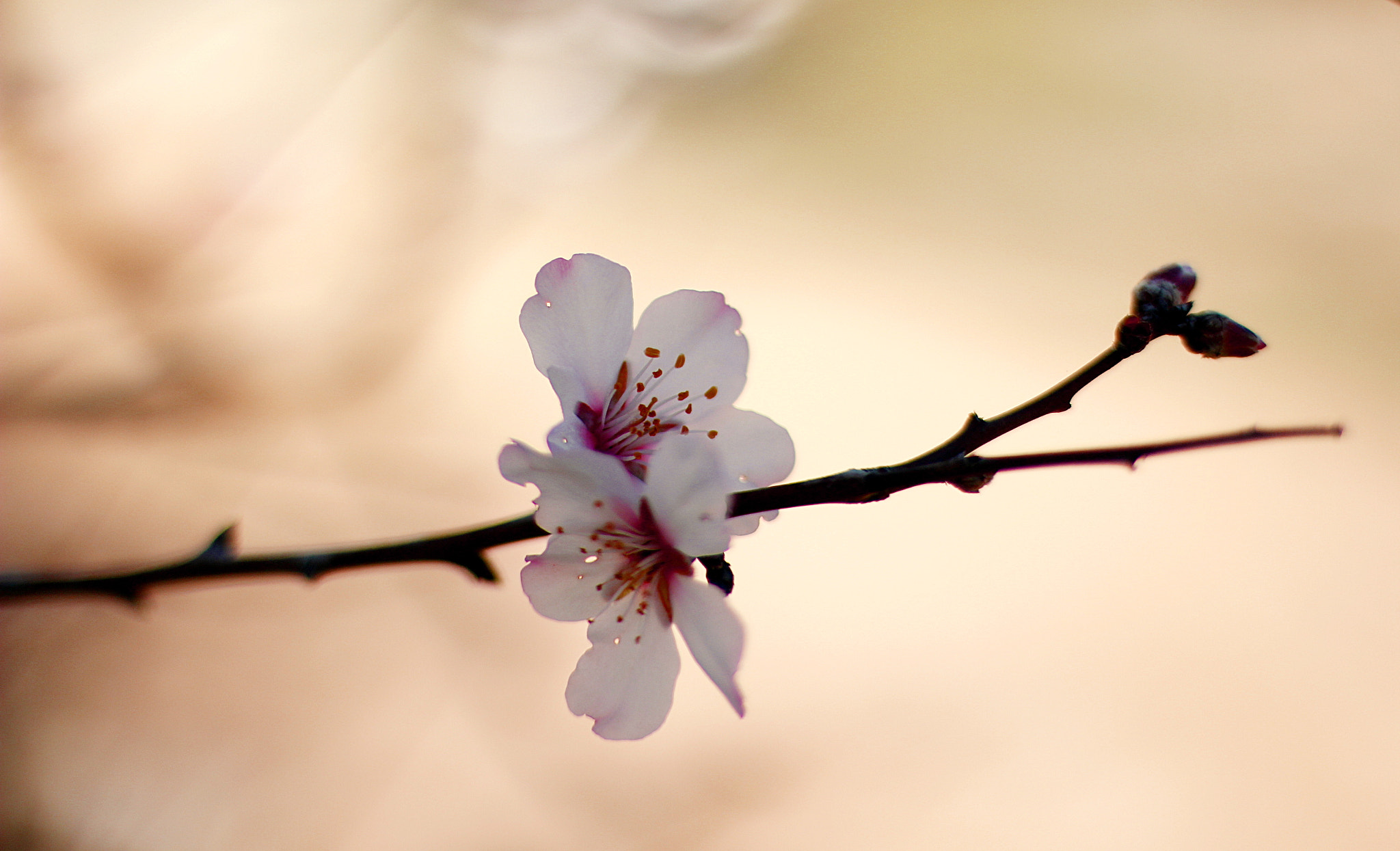 Canon EOS 60D + Canon EF 50mm F1.4 USM sample photo. Simplicity... photography