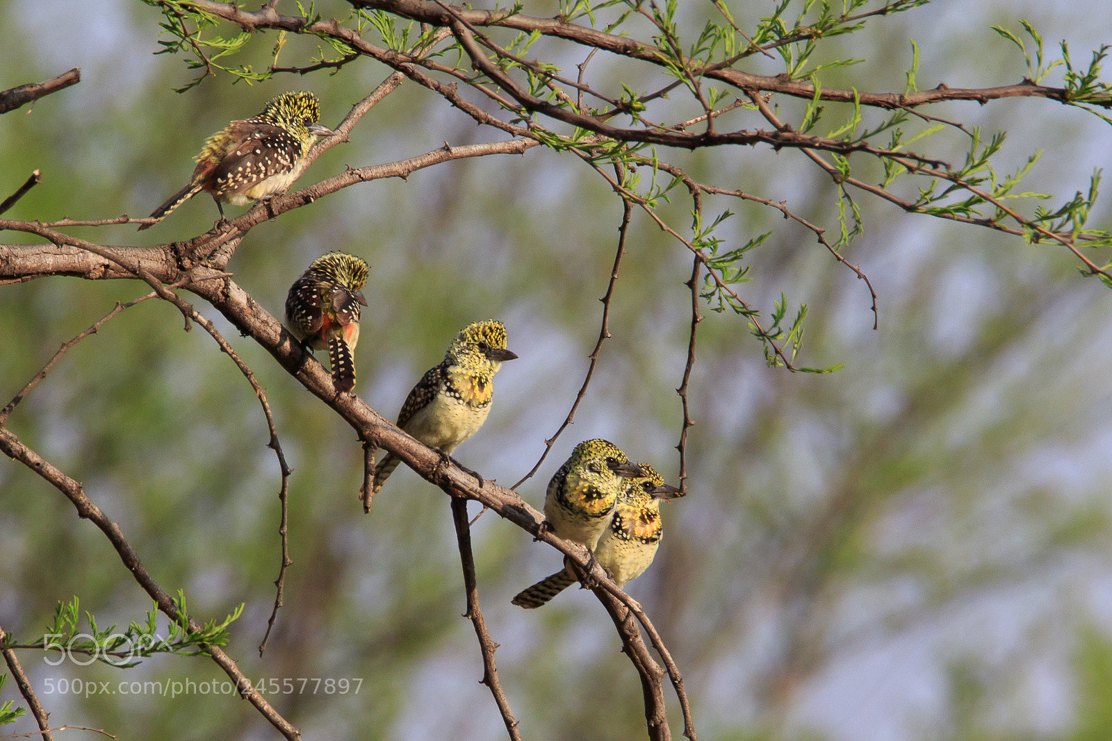 Canon EOS 7D Mark II sample photo. Tanzania - serengeti photography