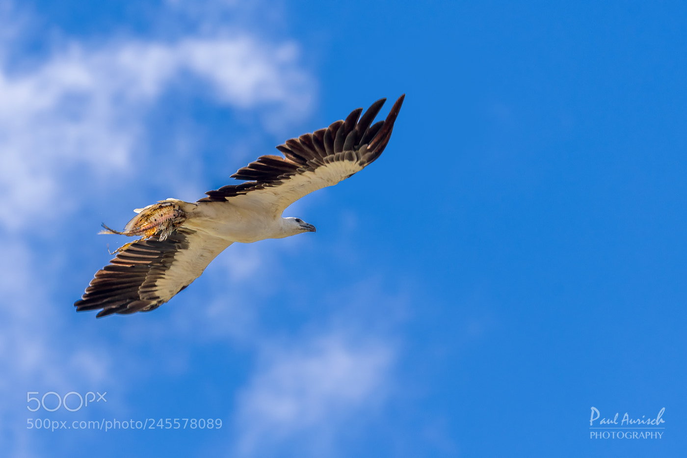 Nikon D500 sample photo. White-bellied sea eagle photography