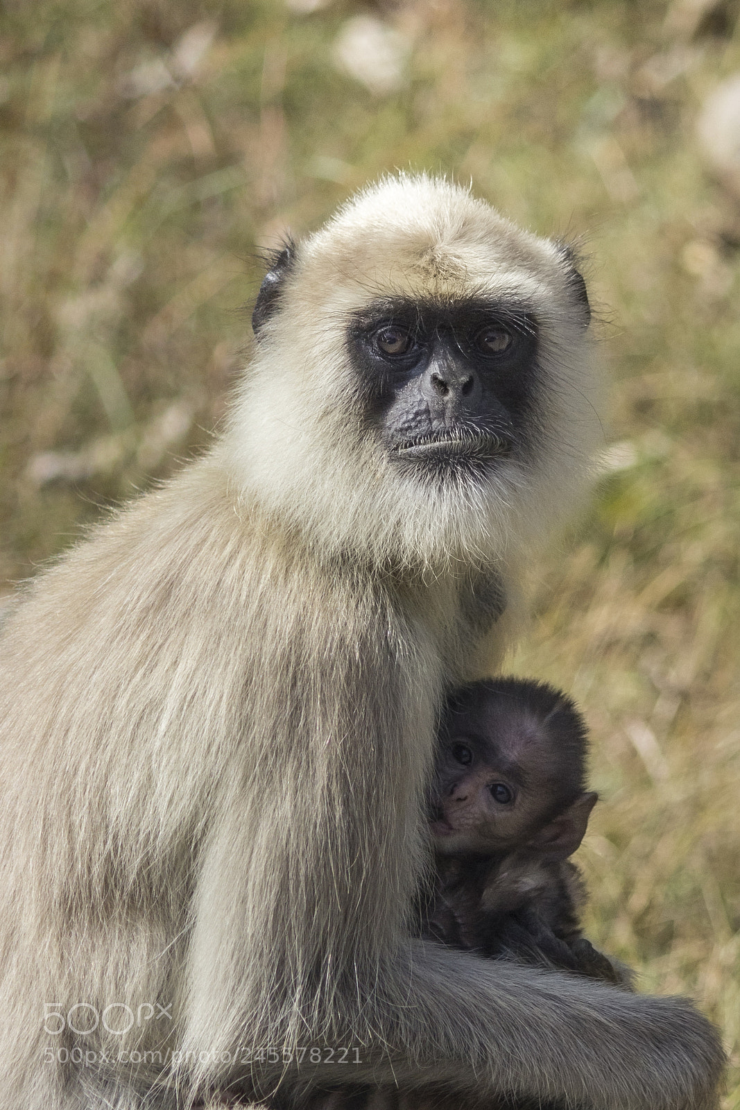 Canon EOS 600D (Rebel EOS T3i / EOS Kiss X5) sample photo. Langur photography