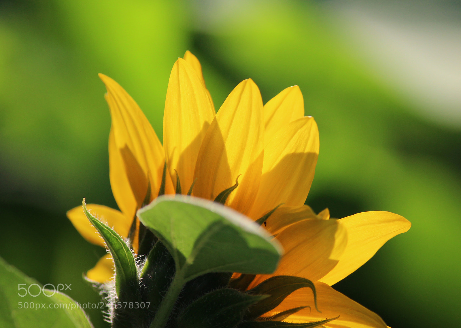 Canon EOS 600D (Rebel EOS T3i / EOS Kiss X5) sample photo. Sun in our hearts photography