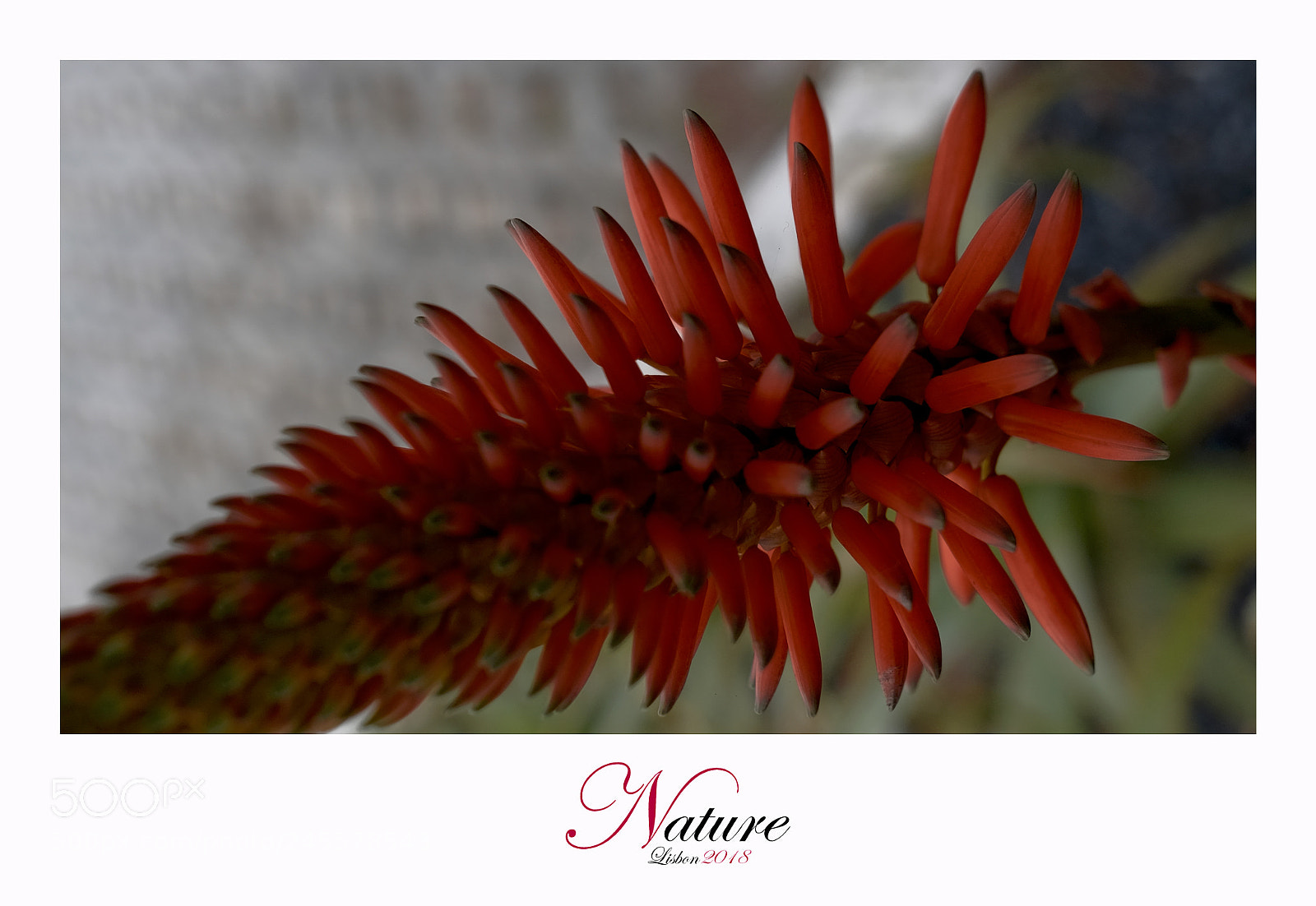 Fujifilm X-T1 sample photo. Nature photography