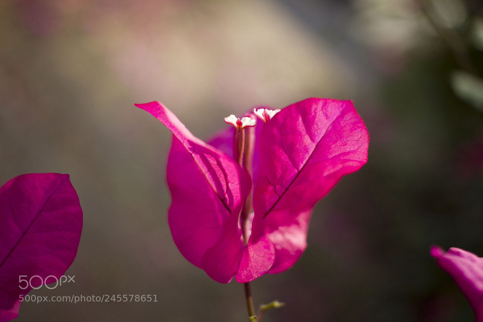 Canon EOS 600D (Rebel EOS T3i / EOS Kiss X5) sample photo. Flower photography