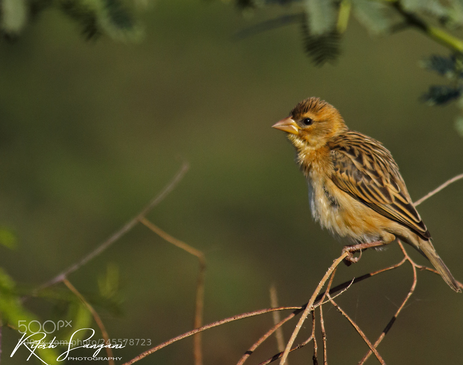Canon EOS 700D (EOS Rebel T5i / EOS Kiss X7i) sample photo. Baya....! photography