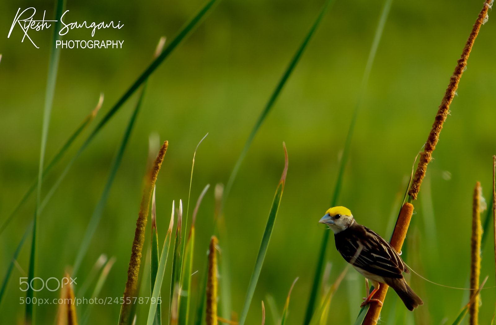 Canon EOS 700D (EOS Rebel T5i / EOS Kiss X7i) sample photo. Black breasted weaver....! photography