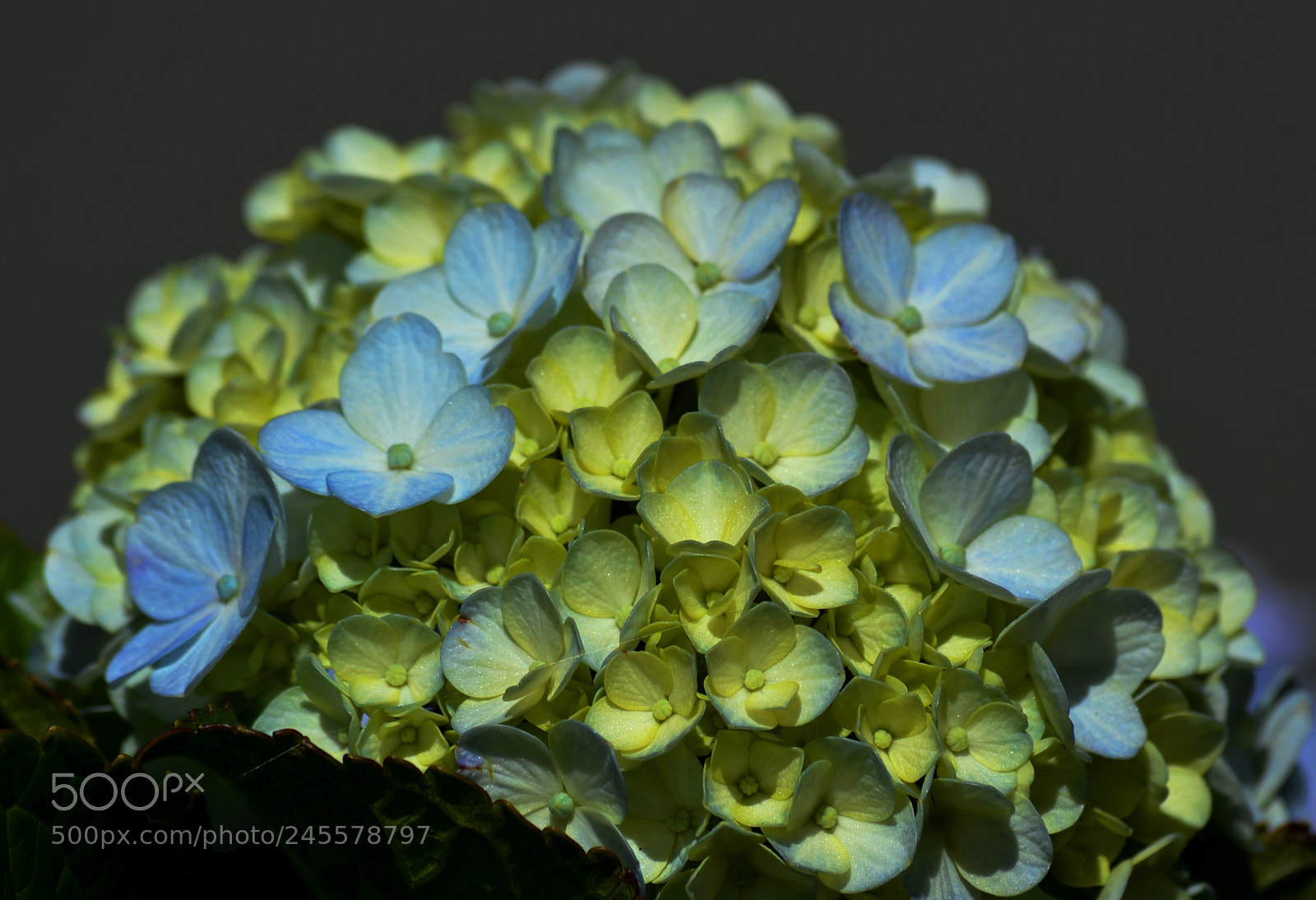 Nikon D3200 sample photo. Hydrangea macrophylla photography