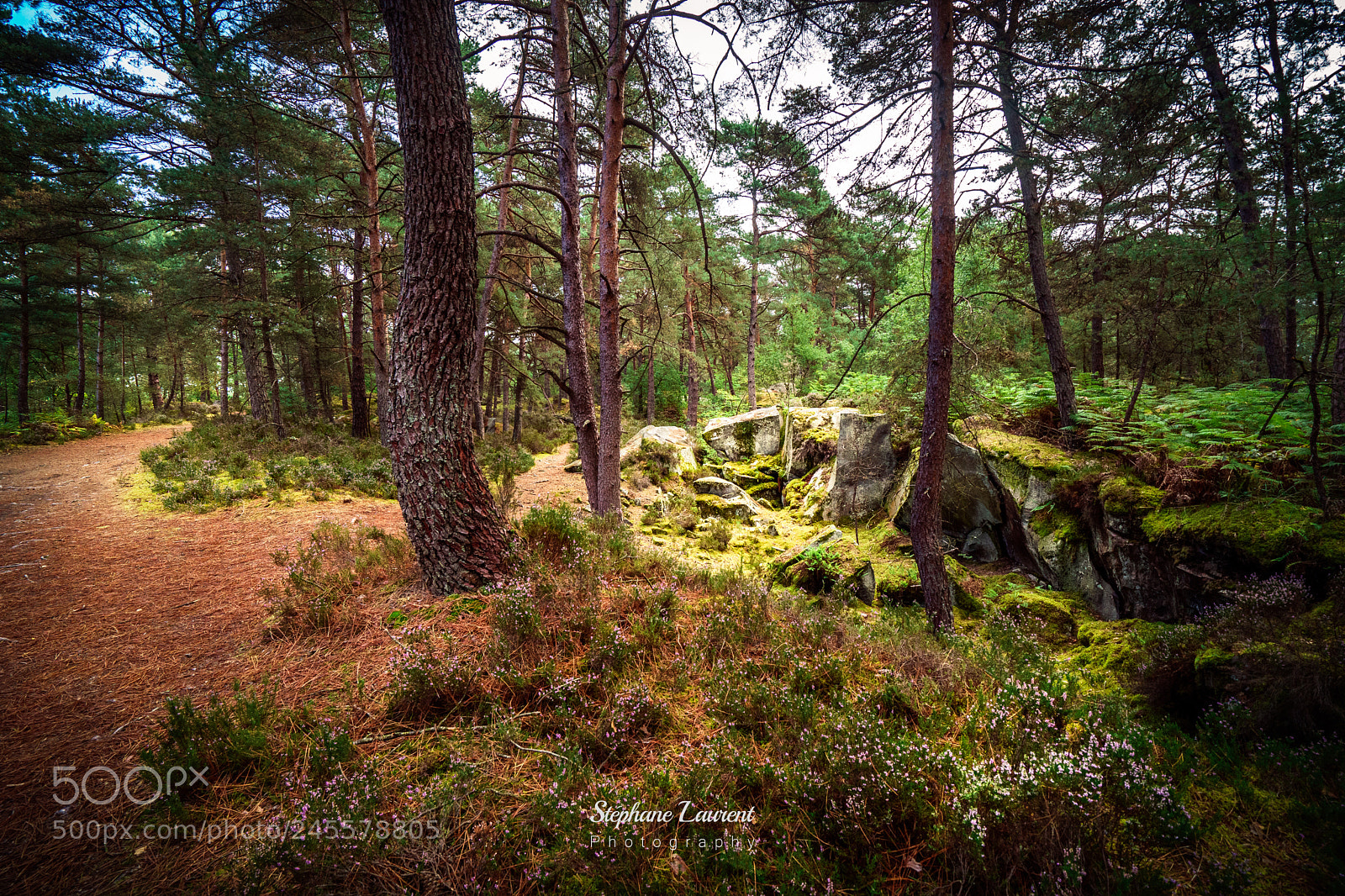 Sony a7 sample photo. Greeny! photography