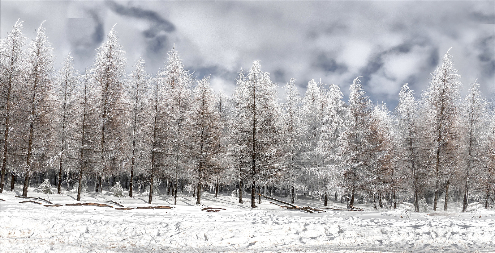 Olympus OM-D E-M1 Mark II sample photo. Pines . photography