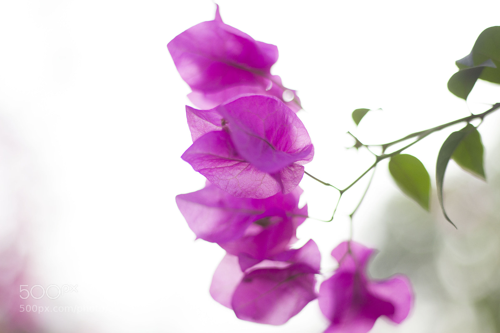 Canon EOS 600D (Rebel EOS T3i / EOS Kiss X5) sample photo. Delicate color photography