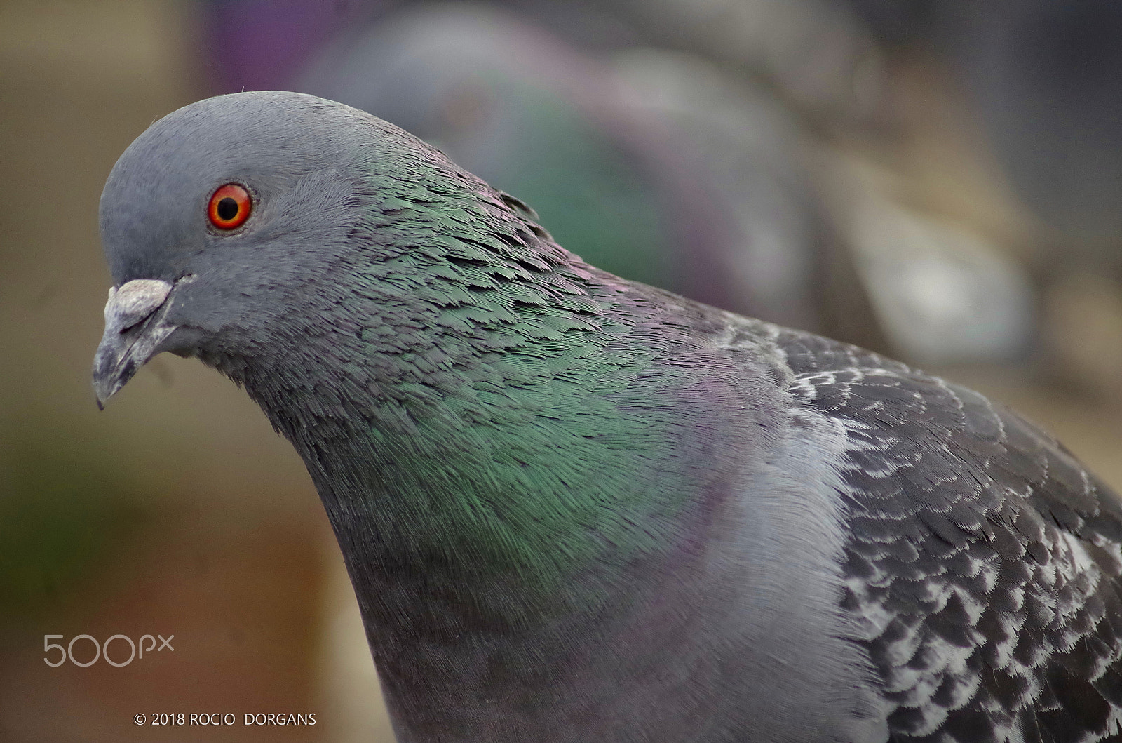 Pentax K-30 sample photo. Bird photography