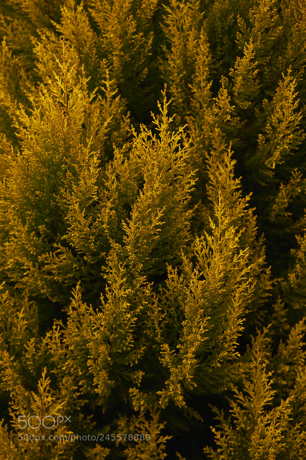 Sony a7 sample photo. Leaves 940 photography