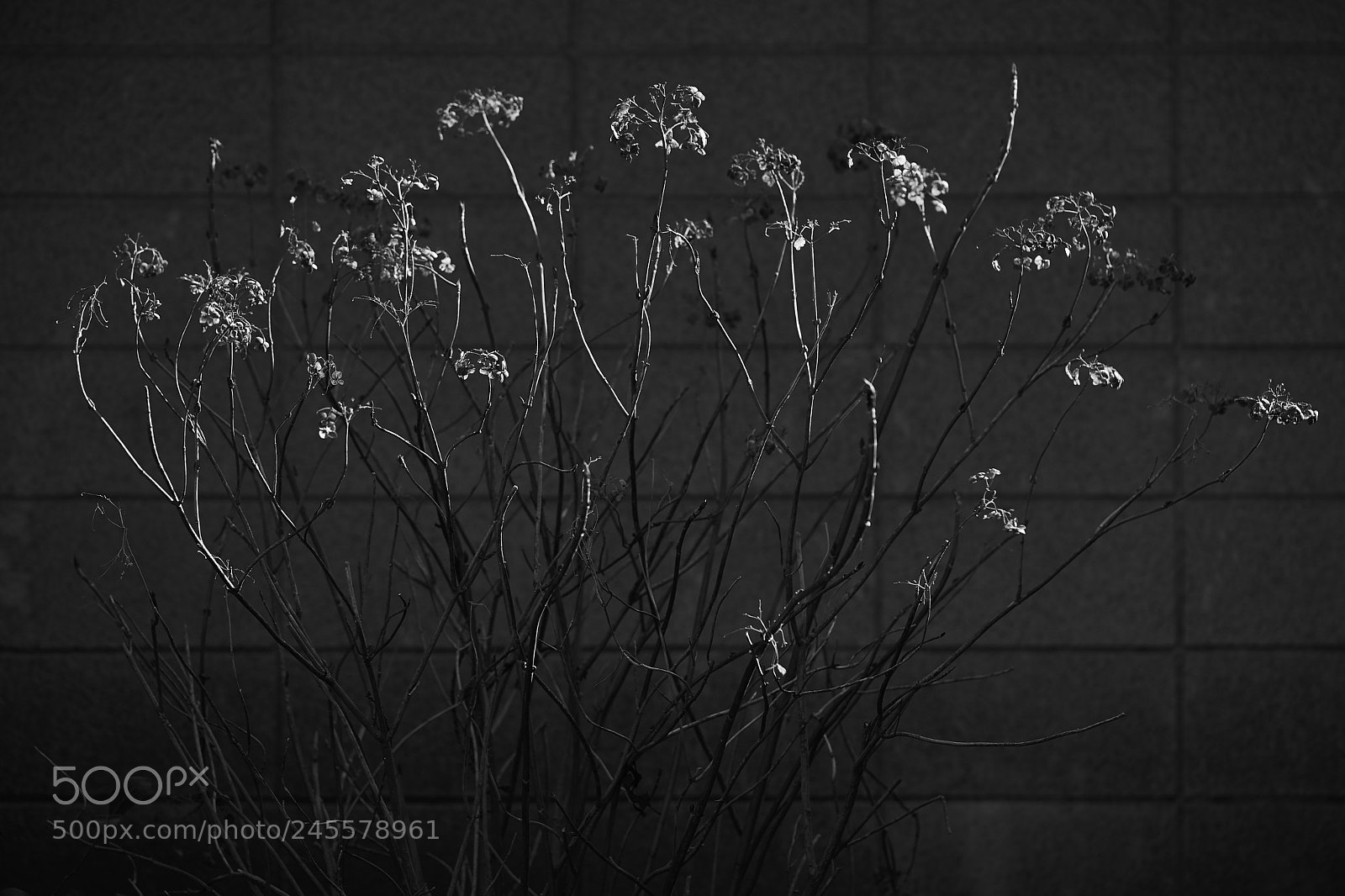 Sony a7 sample photo. Flowers 6121 photography