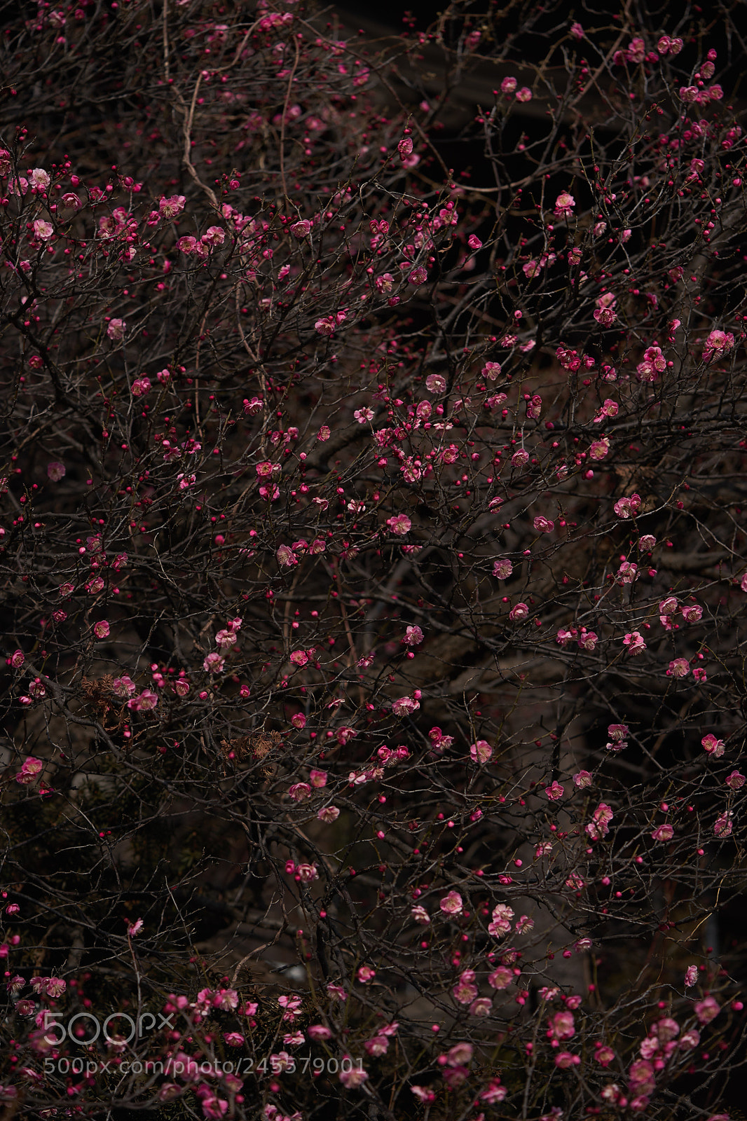 Sony a7 sample photo. Flowers 6122 photography