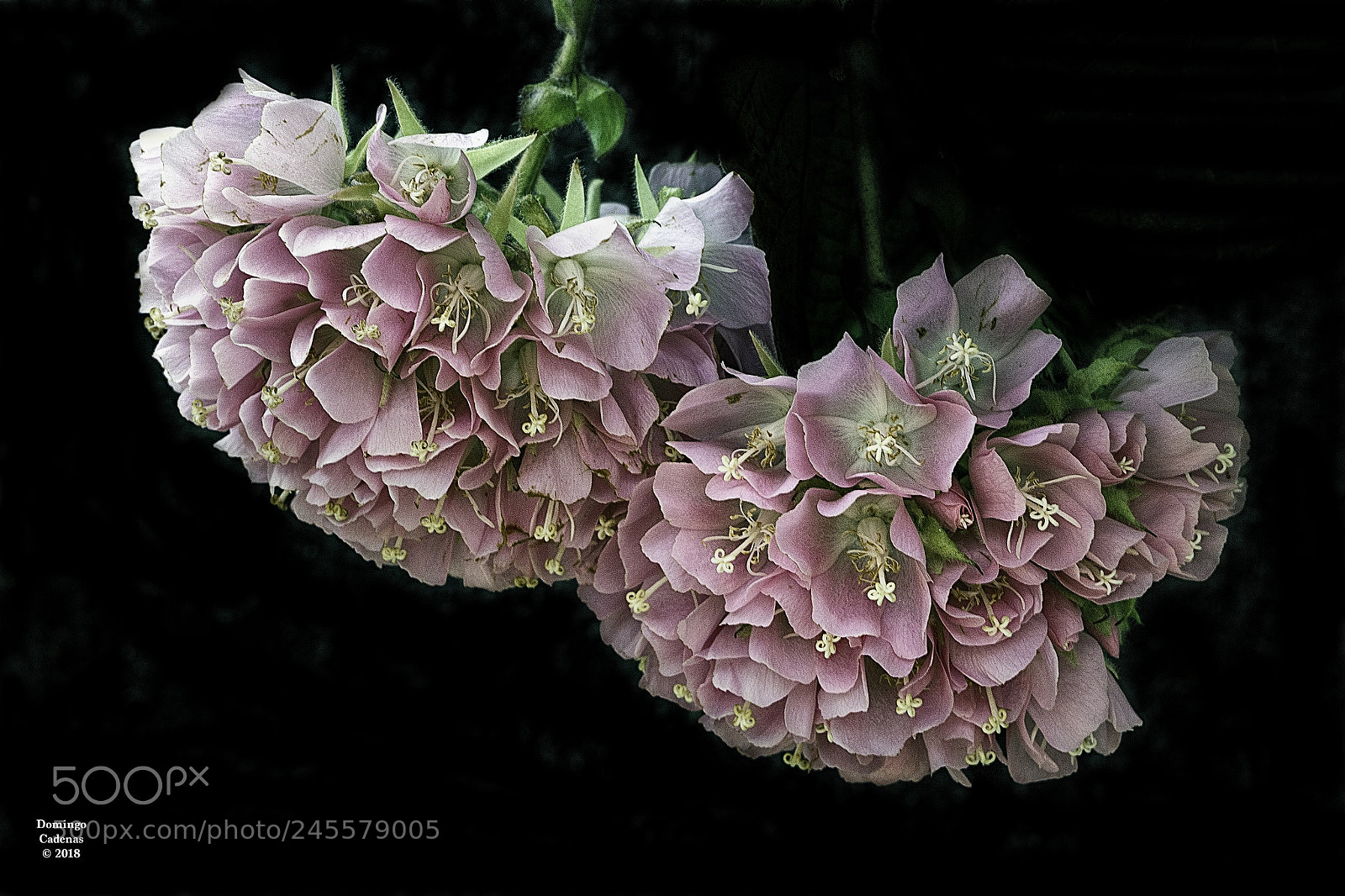 Olympus OM-D E-M10 II sample photo. Hortensias photography