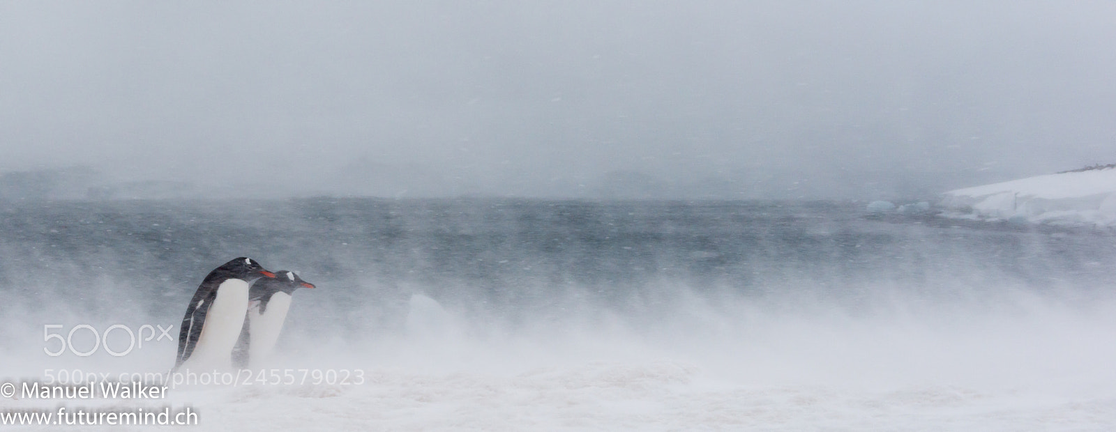 Nikon D800 sample photo. Penguins in the storm photography