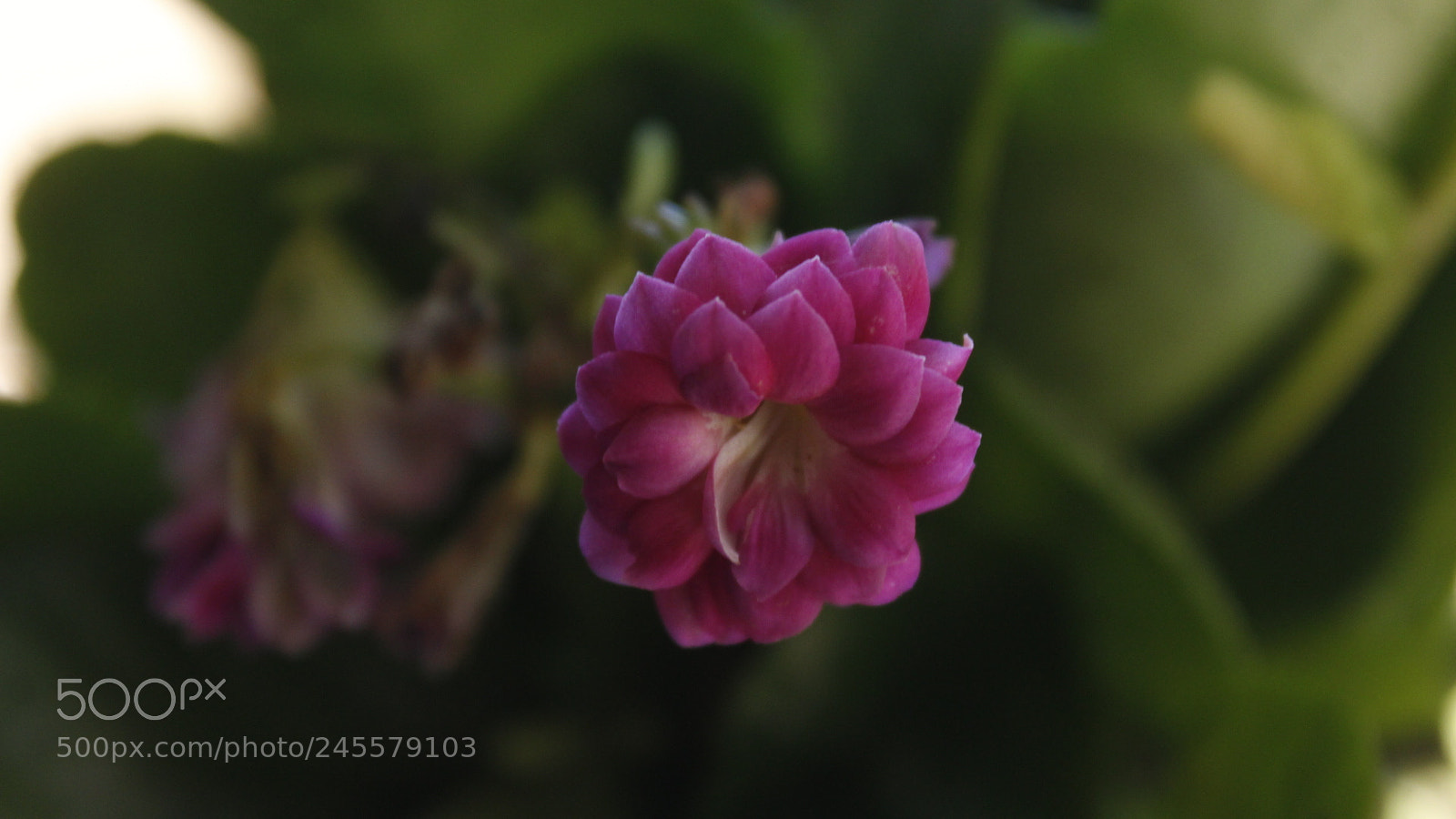 Canon EF-S 18-55mm F3.5-5.6 III sample photo. One flower photography