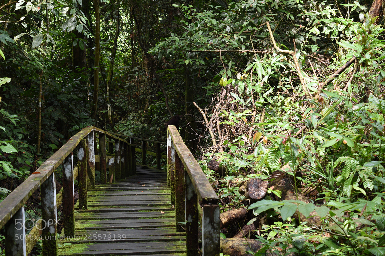 Nikon D5500 sample photo. Going down? photography