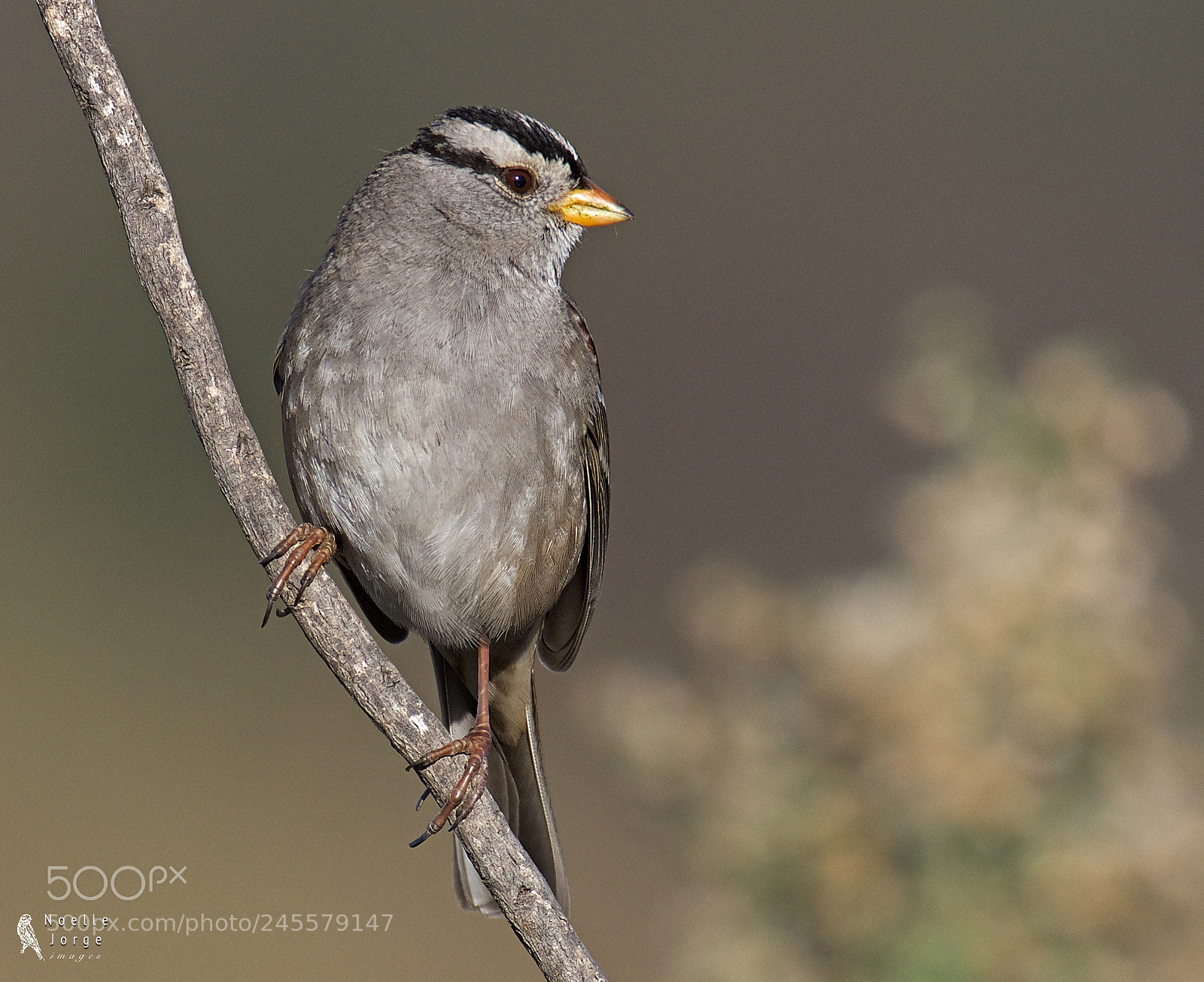 Nikon D500 sample photo. White-crowned sparrow nicely perched photography