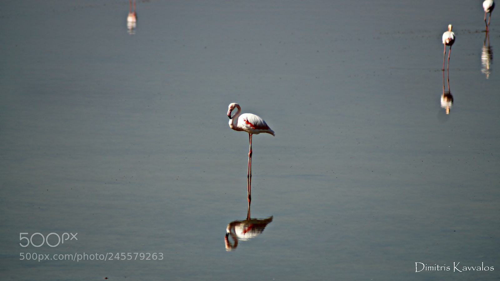 Sony SLT-A58 sample photo. Flamingo photography