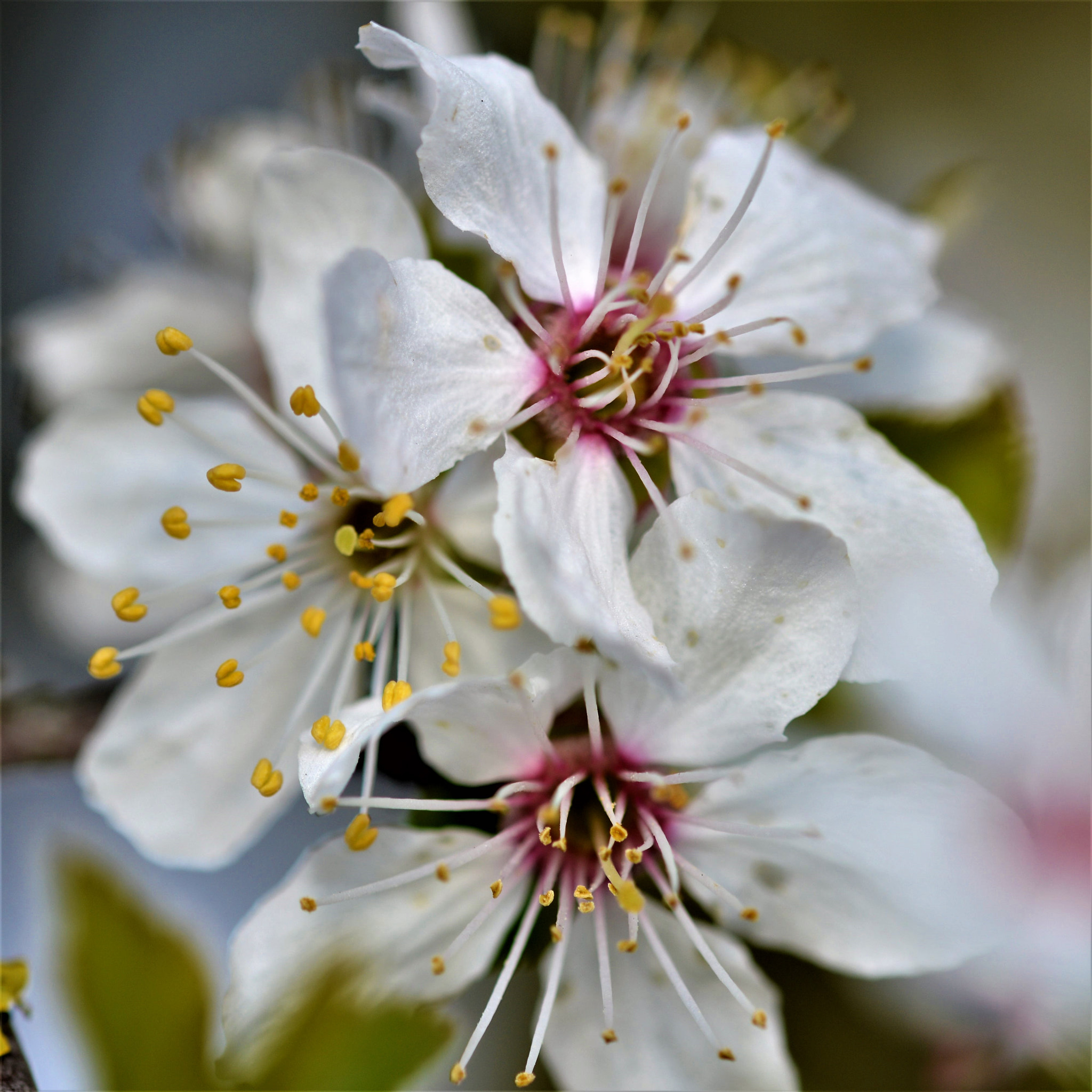 Nikon D3200 + Sigma 105mm F2.8 EX DG OS HSM sample photo. Obst blüten photography