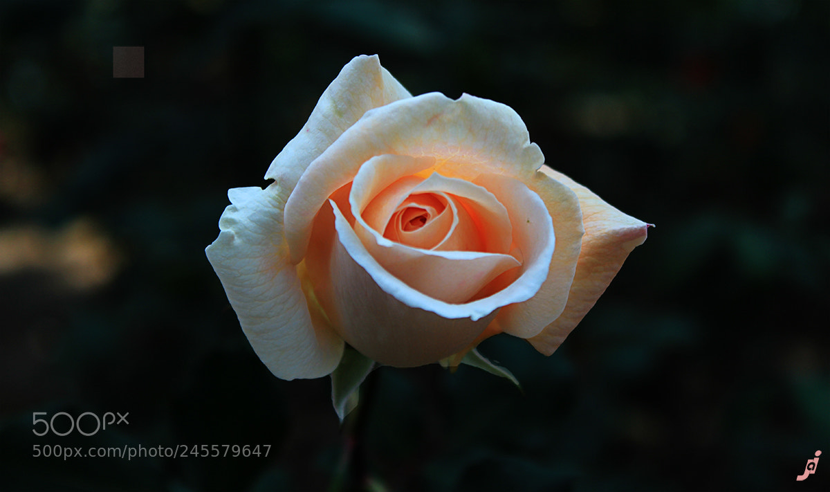 Canon EOS 600D (Rebel EOS T3i / EOS Kiss X5) sample photo. Rose photography