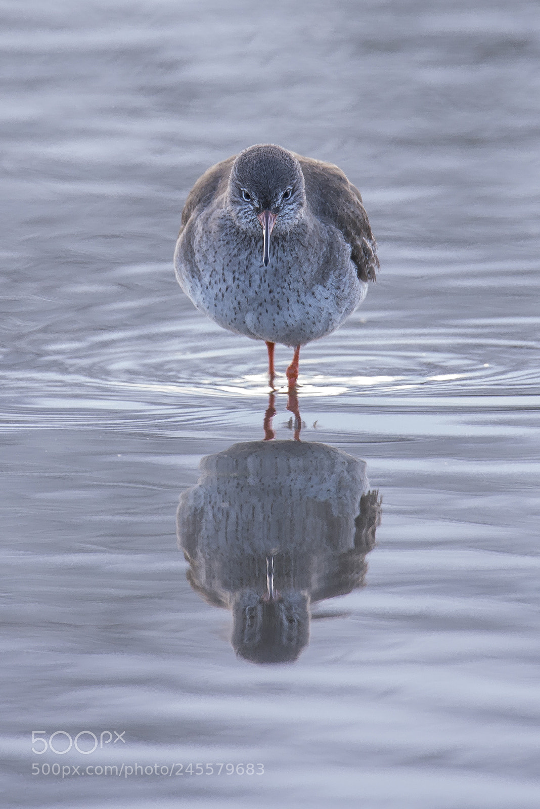 Nikon D610 sample photo. Reflection photography