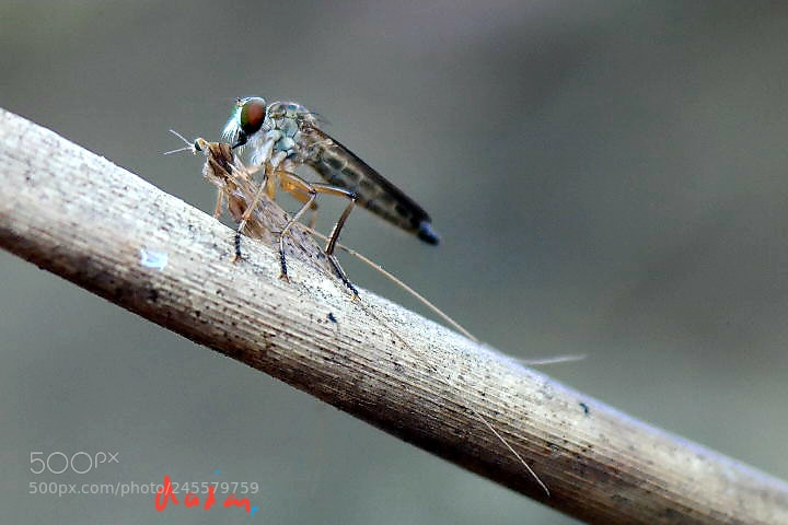 Samsung NX30 sample photo. Carnivora photography