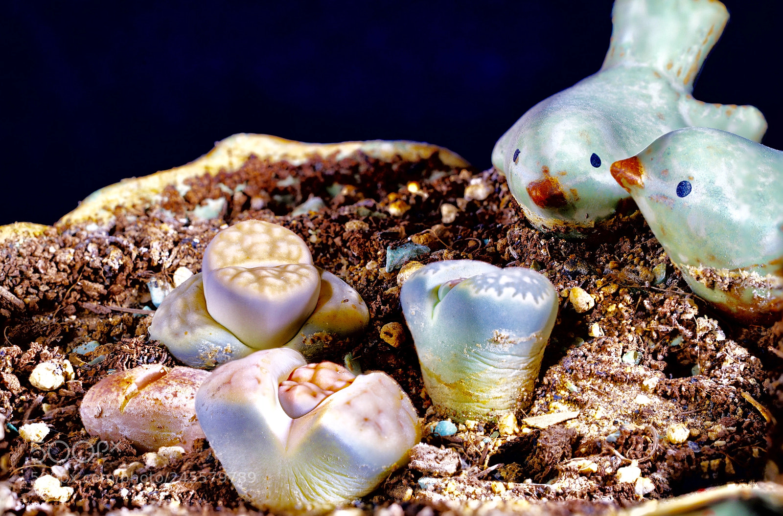 Sony a7R II sample photo. Lithops photography