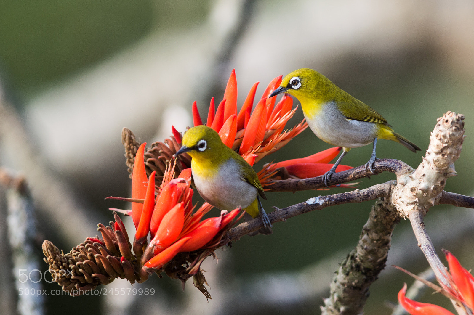Nikon D3200 sample photo. Oriental white-eye photography