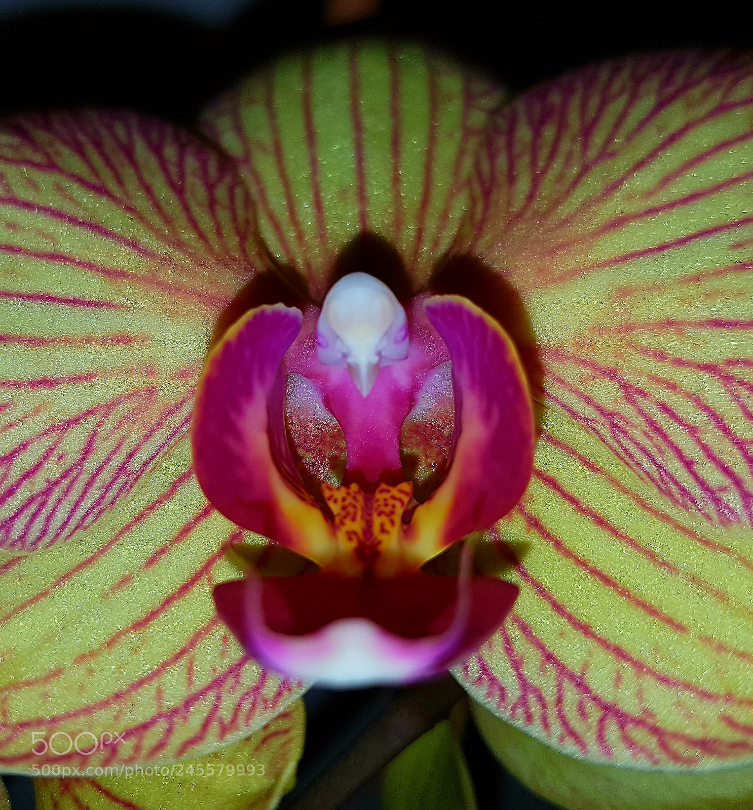 Samsung Galaxy S7 Edge sample photo. Orchid        orchidee photography