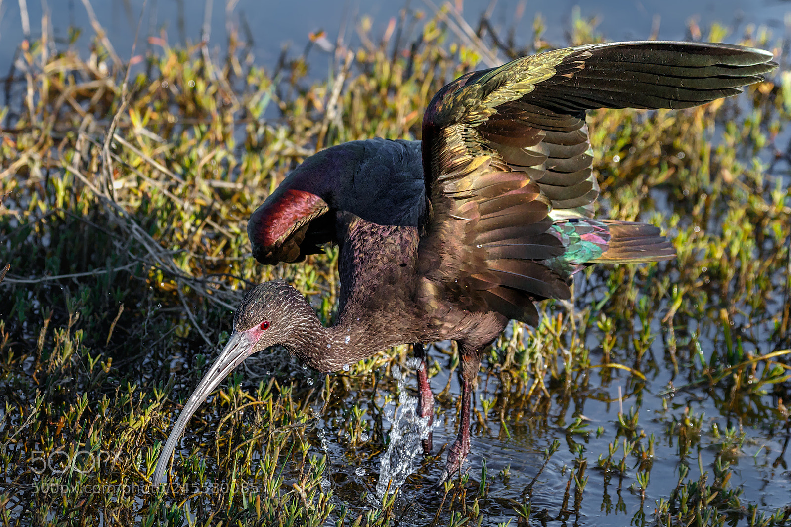 Canon EOS 7D Mark II sample photo. The wader photography