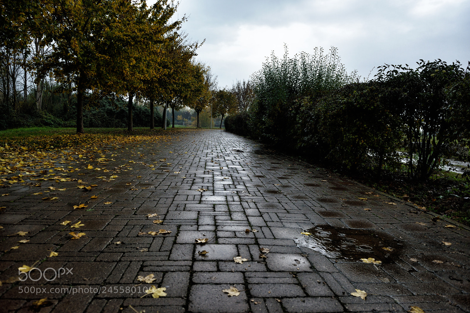 Nikon D810 sample photo. Lovely nature xiii photography