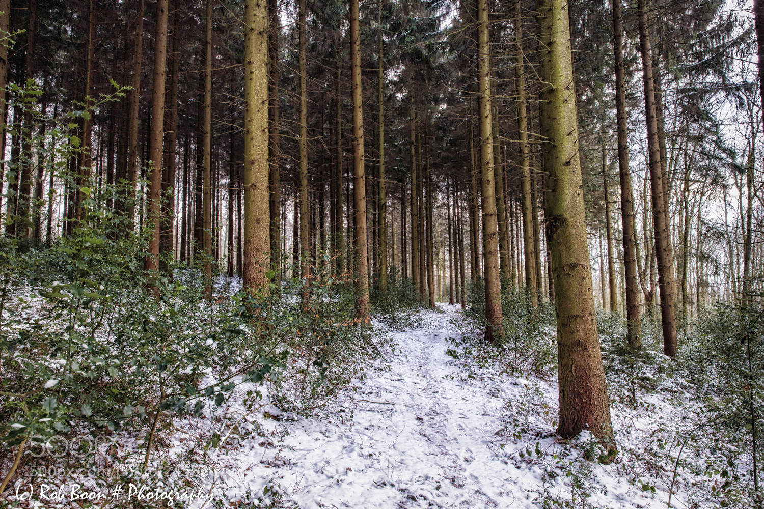 Canon EOS 5DS sample photo. Friendly forest @ vijlenerbos photography